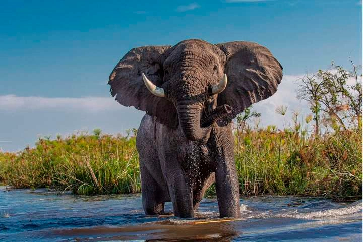 来看看大象的鼻子都有哪些奇妙的功能吧！