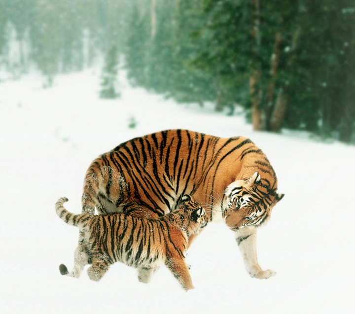 野性释放！揭秘自然界超强战力动物的惊人本领