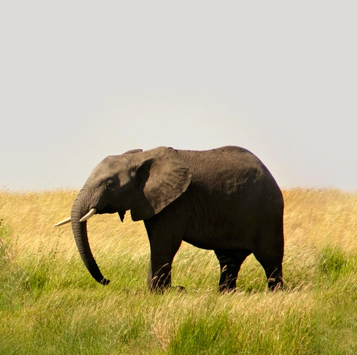 野性释放！揭秘自然界超强战力动物的惊人本领