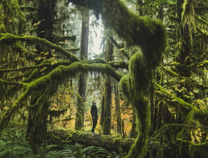 不一样的热带雨林