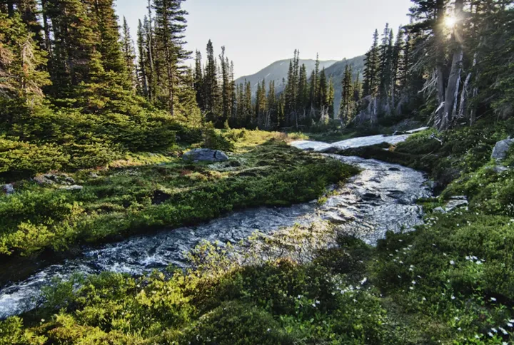 不一样的热带雨林