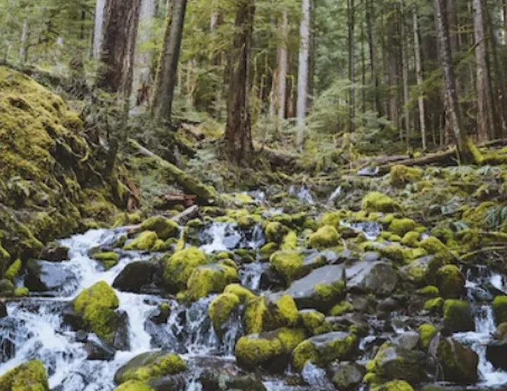 不一样的热带雨林