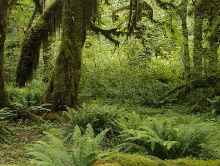 不一样的热带雨林