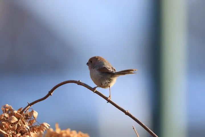 从筑巢到育雏，一文带你走近棕头鸦雀的呆萌日常