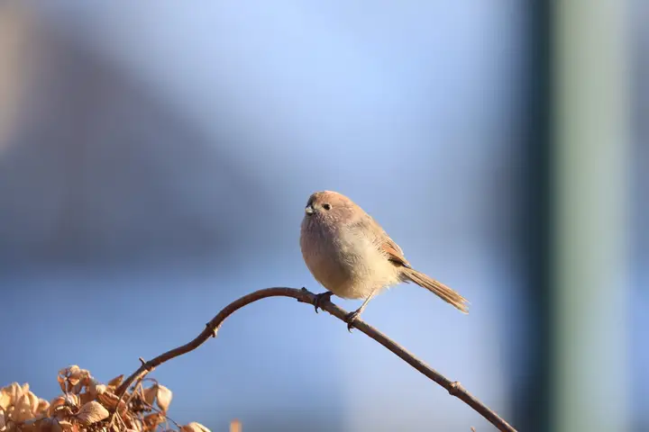 从筑巢到育雏，一文带你走近棕头鸦雀的呆萌日常