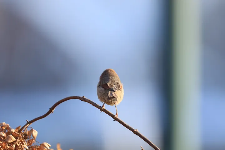 从筑巢到育雏，一文带你走近棕头鸦雀的呆萌日常