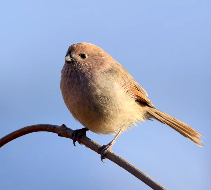 从筑巢到育雏，一文带你走近棕头鸦雀的呆萌日常