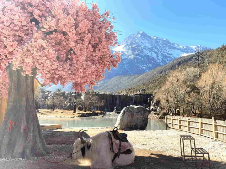 解密“高原之舟”的独特生存之道