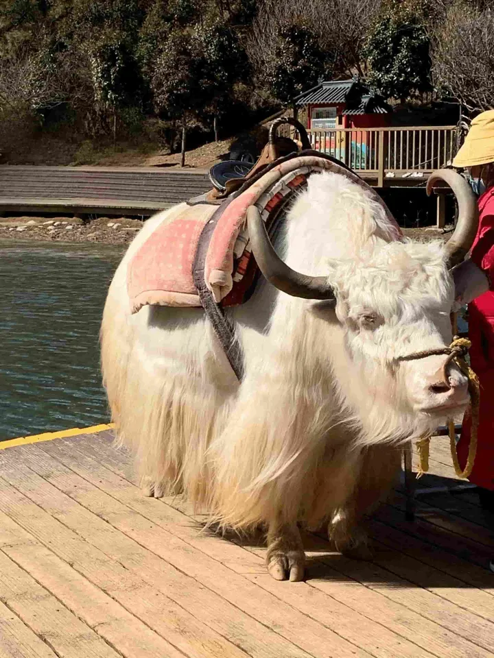 解密“高原之舟”的独特生存之道