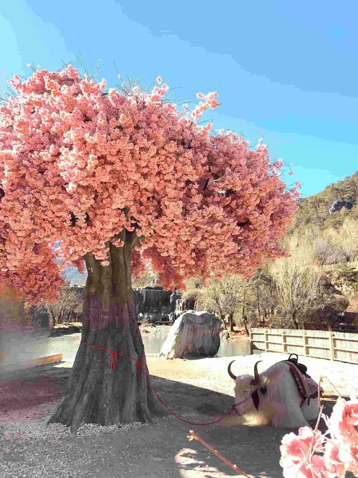 解密“高原之舟”的独特生存之道