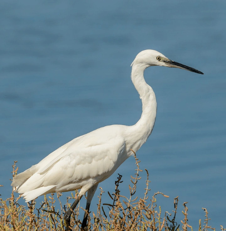 鹤:中华文化中的吉祥之鸟,藏着怎样的文化宝藏?