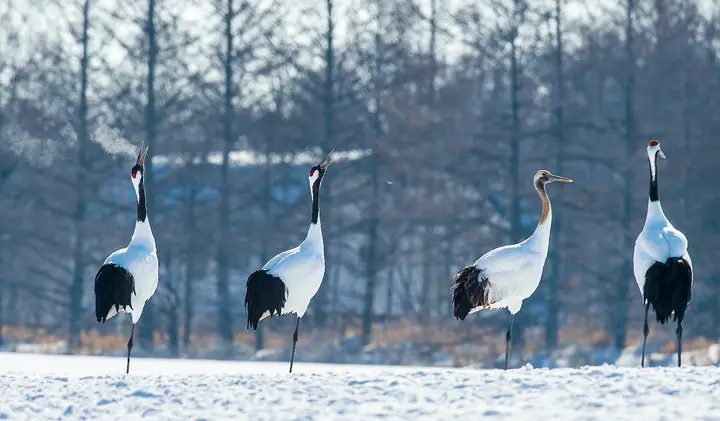 鹤:中华文化中的吉祥之鸟,藏着怎样的文化宝藏?