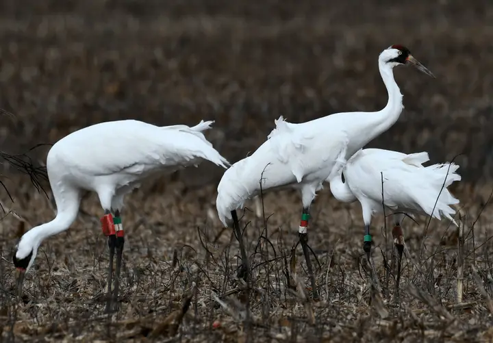 鹤:中华文化中的吉祥之鸟,藏着怎样的文化宝藏?