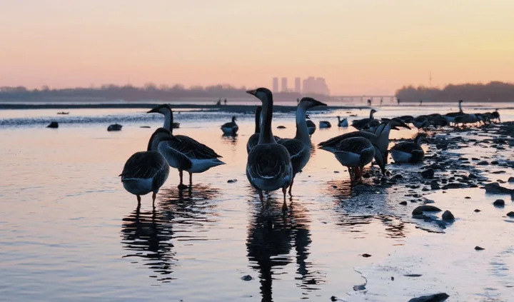 鸟儿们的私语:解读诗词中鸟类的隐藏信息!