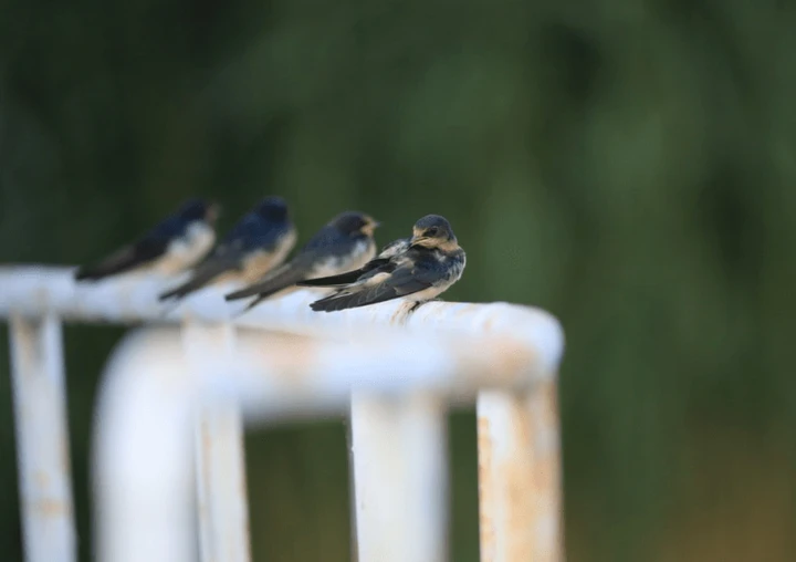 鸟儿们的私语:解读诗词中鸟类的隐藏信息!