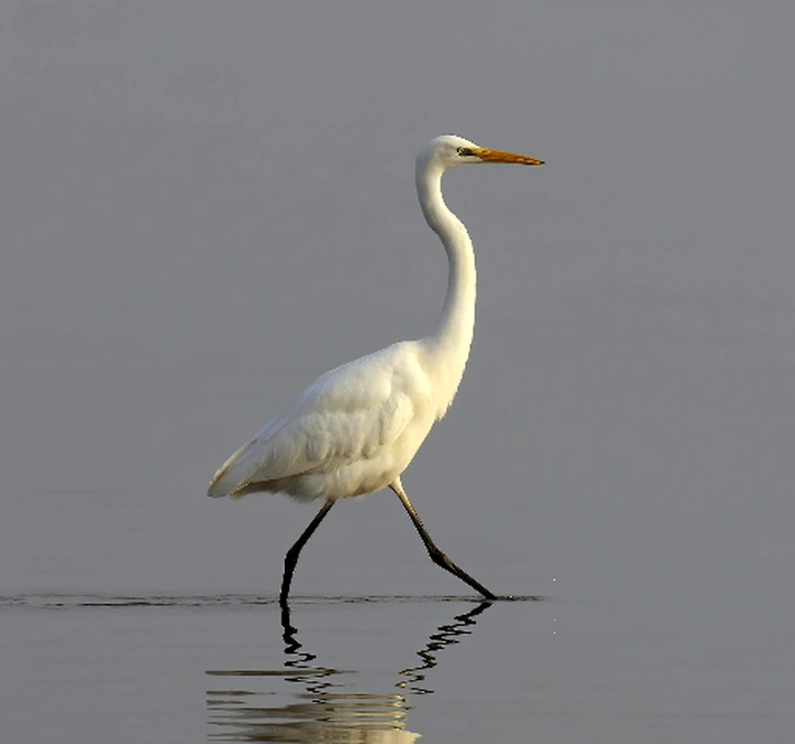 鸟儿们的私语:解读诗词中鸟类的隐藏信息!