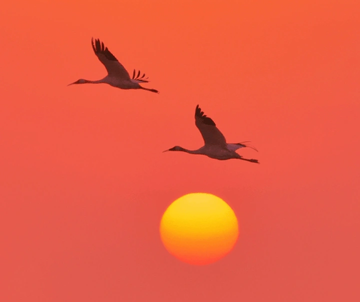 鸟儿们的私语:解读诗词中鸟类的隐藏信息!