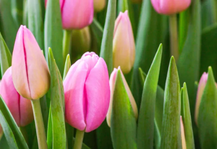 旺自己的玄学妙招