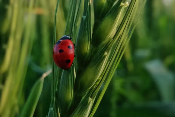 旺自己的玄学妙招