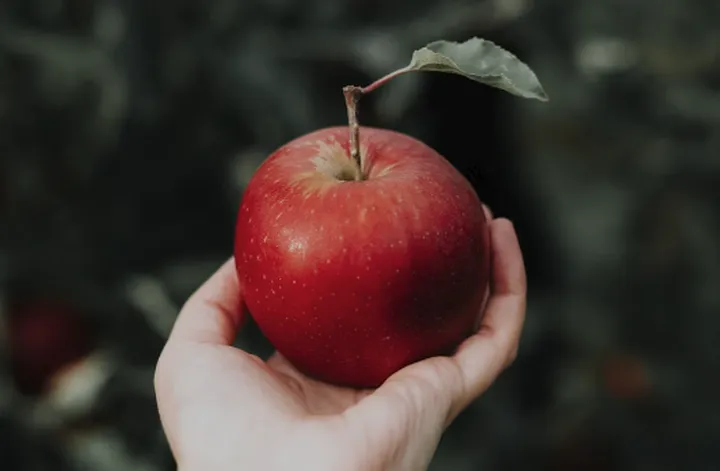 古代的苹果不叫“苹果”