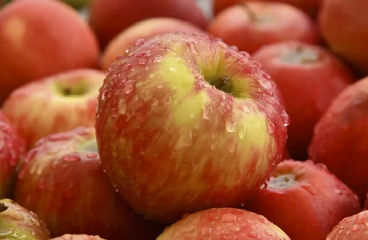 古代的苹果不叫“苹果”