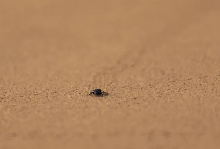 沙漠探秘指南:避开危险,尽享刺激之旅!