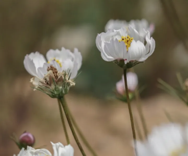 幸福的象征之花