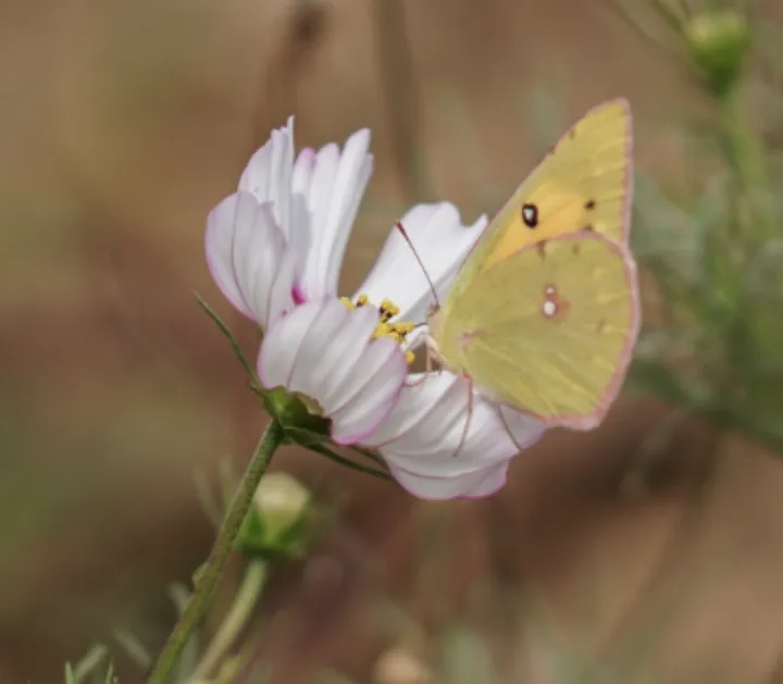 幸福的象征之花