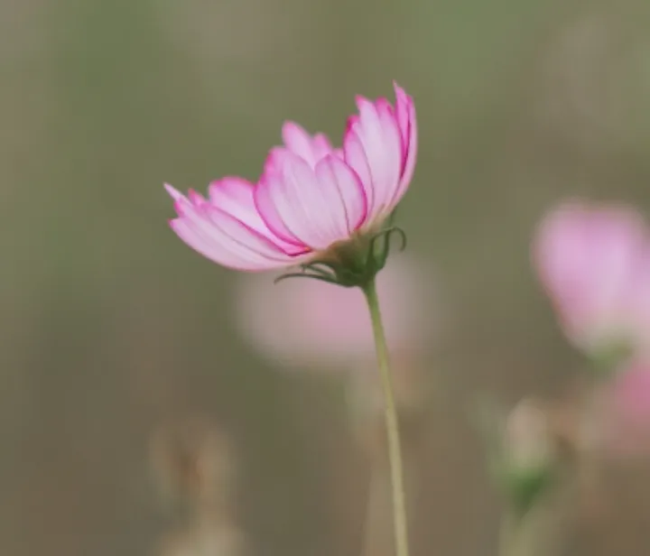 幸福的象征之花
