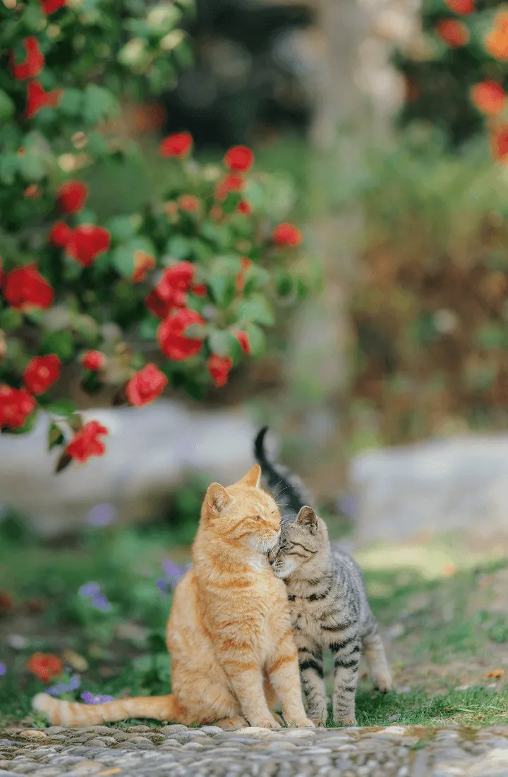 世界上身价最高的猫咪