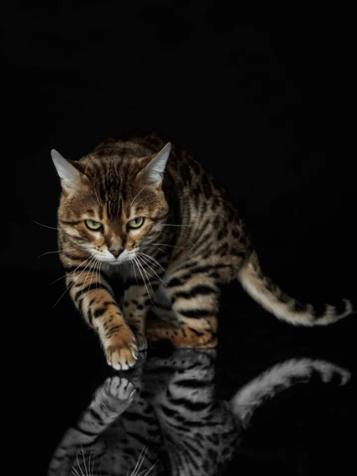 世界上身价最高的猫咪