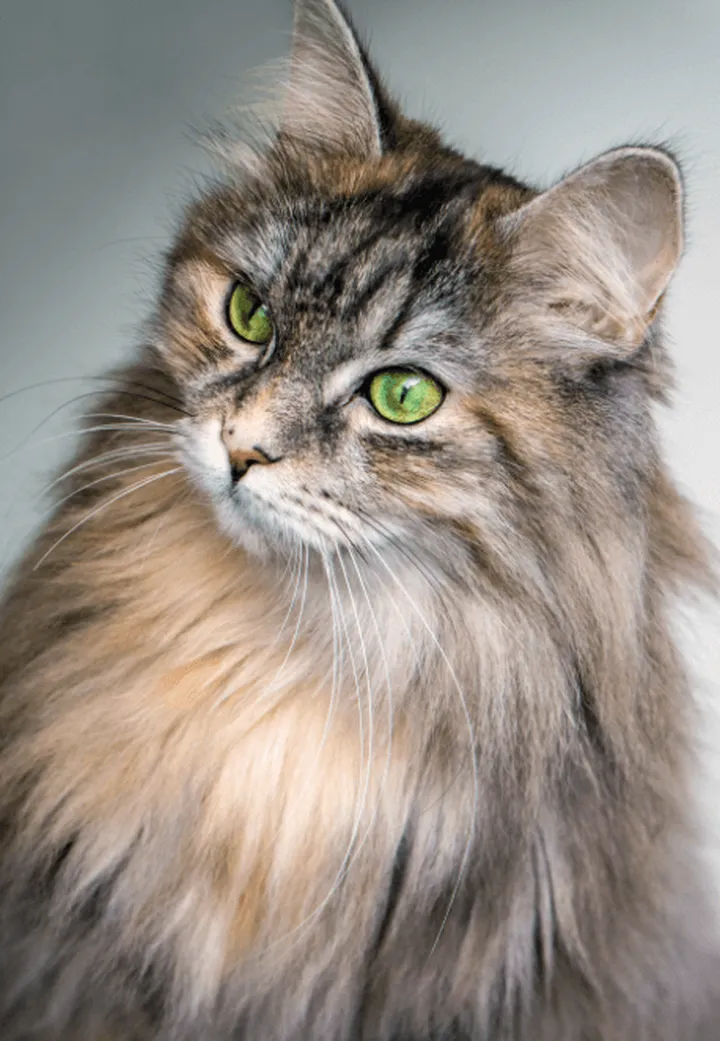 世界上身价最高的猫咪