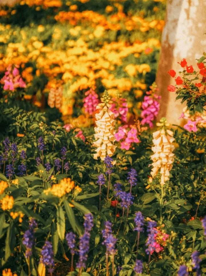 一眼惊艳的花朵文案