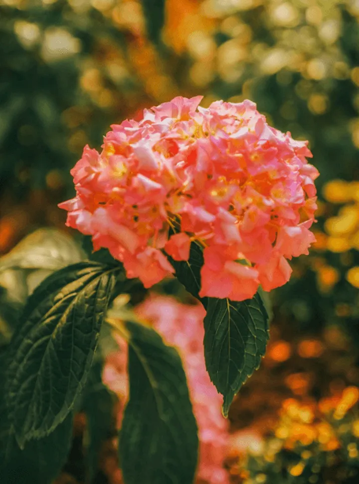 一眼惊艳的花朵文案