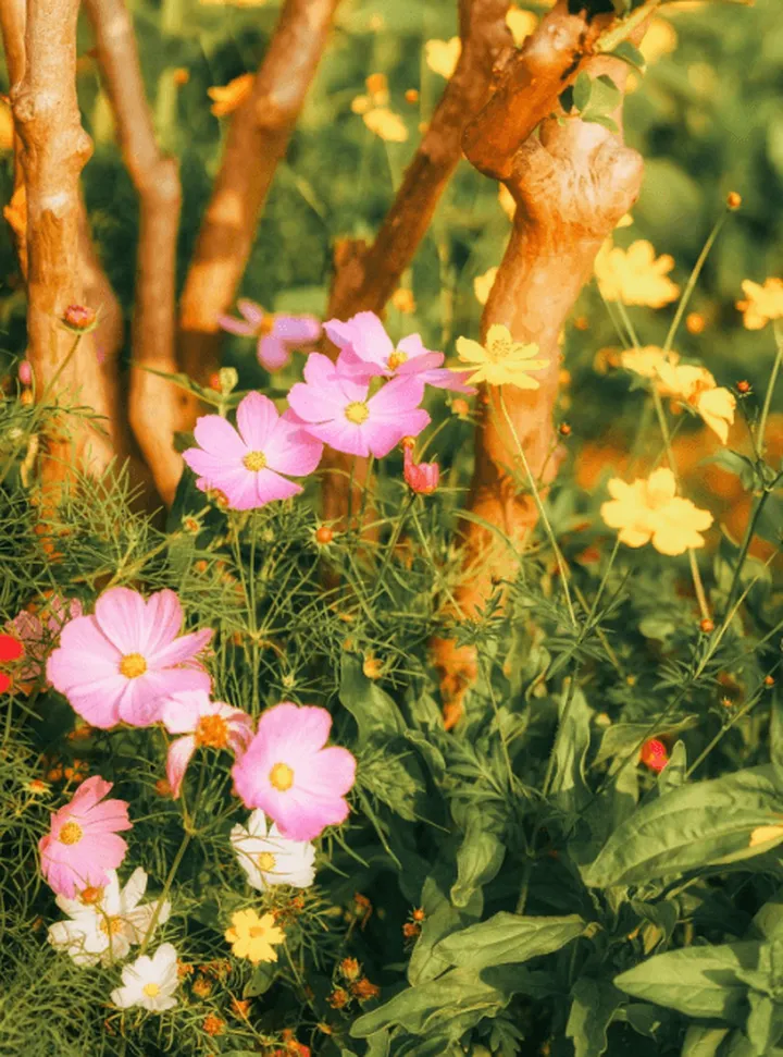 一眼惊艳的花朵文案