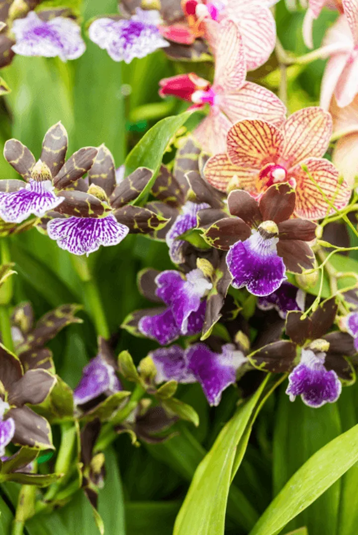 养一株就能开满园的花