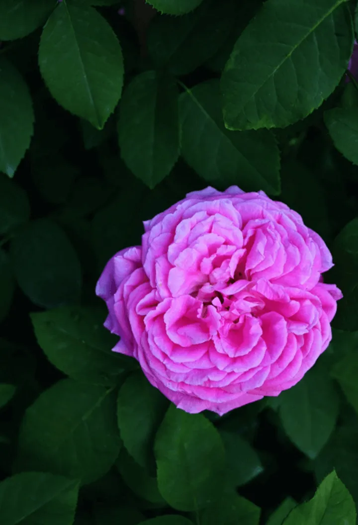 养一株就能开满园的花