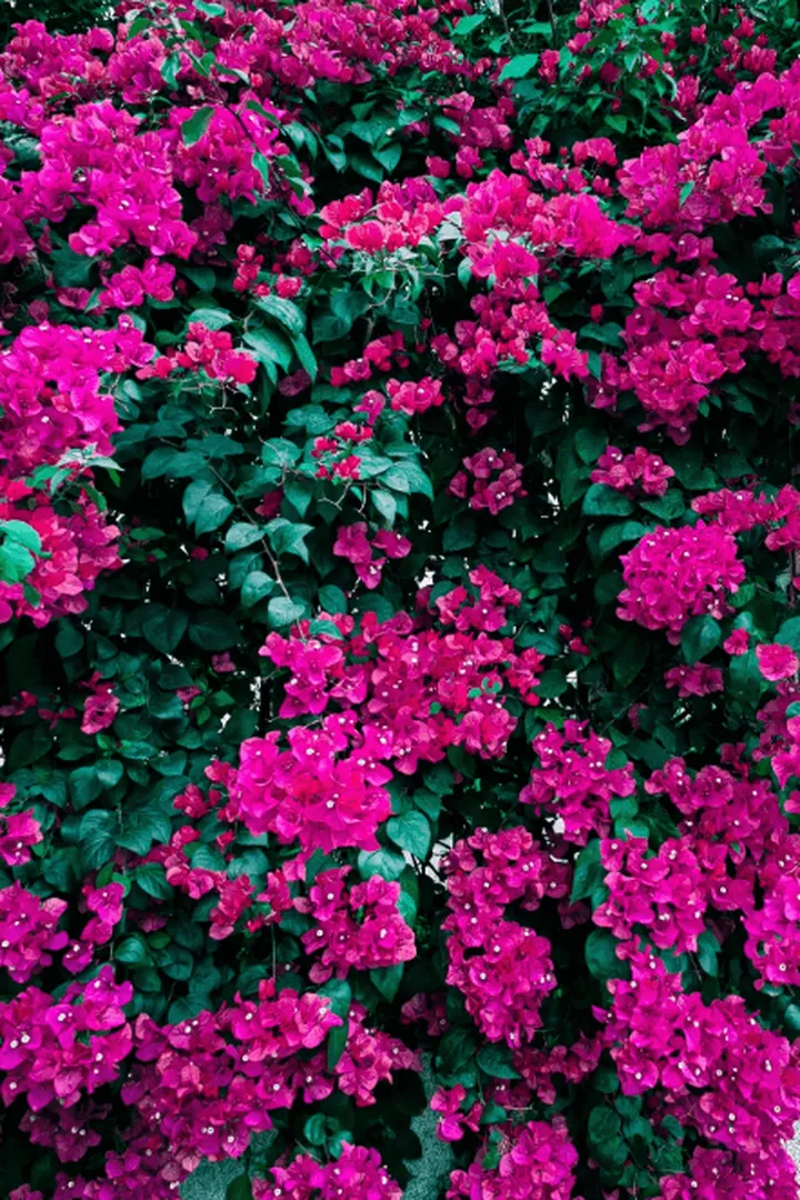 养一株就能开满园的花