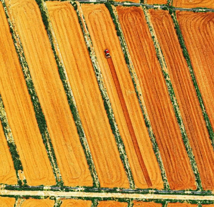 热带风情下的甘甜宝藏