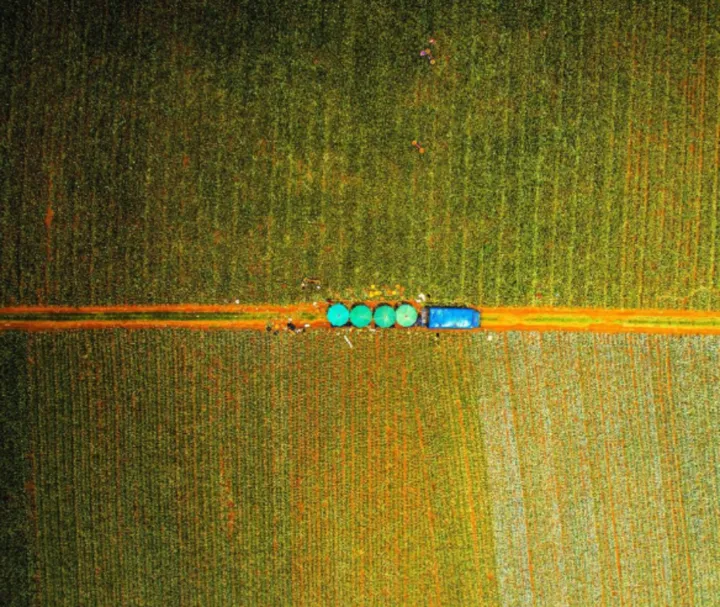 热带风情下的甘甜宝藏