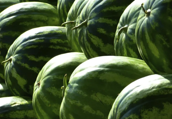 网传挑瓜大误区,别被骗了!这才是正确打开方式