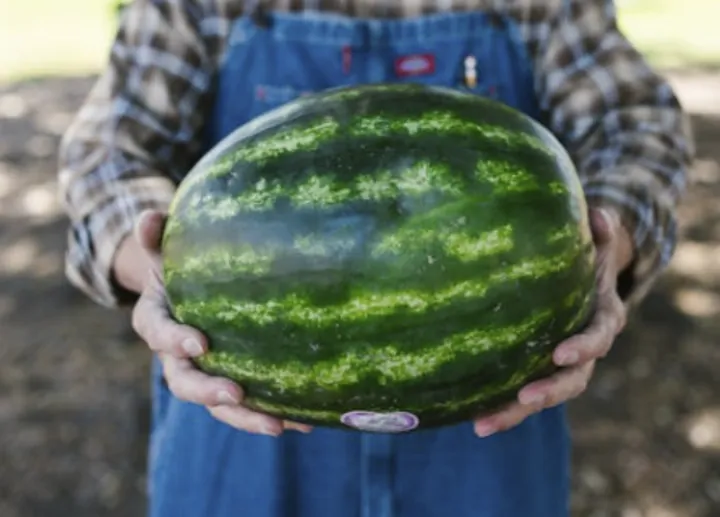 网传挑瓜大误区,别被骗了!这才是正确打开方式