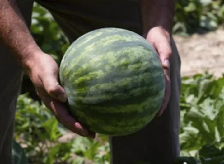 网传挑瓜大误区,别被骗了!这才是正确打开方式