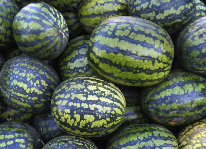 网传挑瓜大误区,别被骗了!这才是正确打开方式