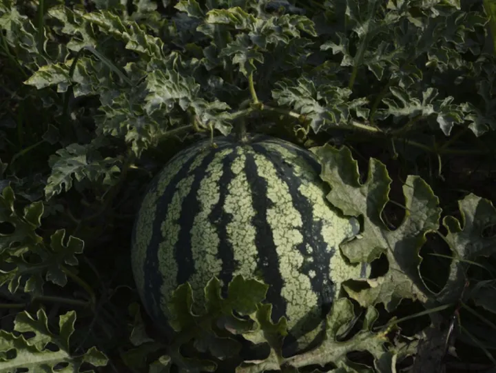 网传挑瓜大误区,别被骗了!这才是正确打开方式
