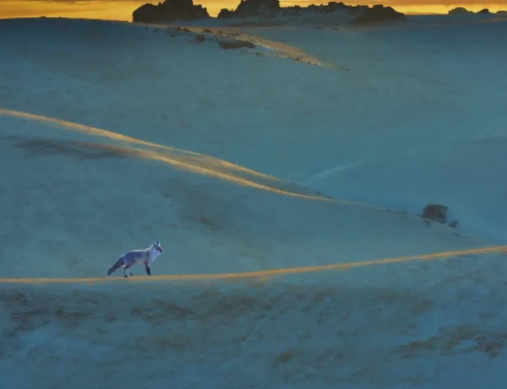 超凡脱俗的宠物选择