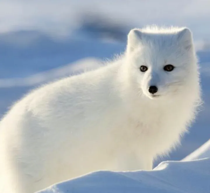 超凡脱俗的宠物选择