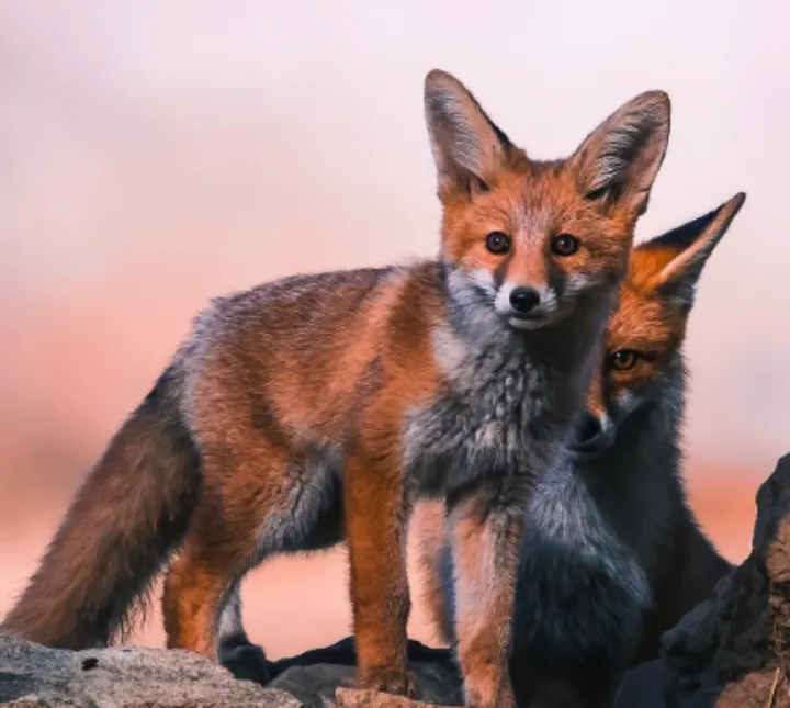 超凡脱俗的宠物选择