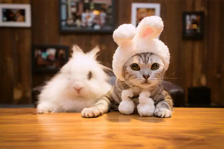 猫咪的寿命排行榜