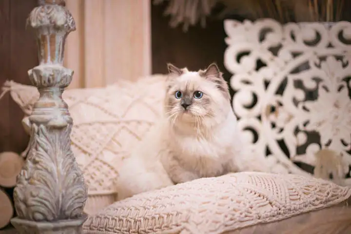 猫咪的寿命排行榜